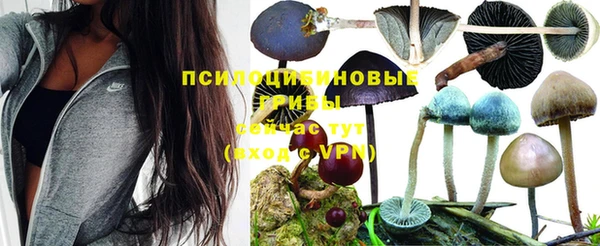 прущие грибы Абаза